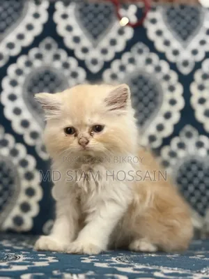 ১-৩ মাসের ছেলে খাঁটি পারসিয়ান