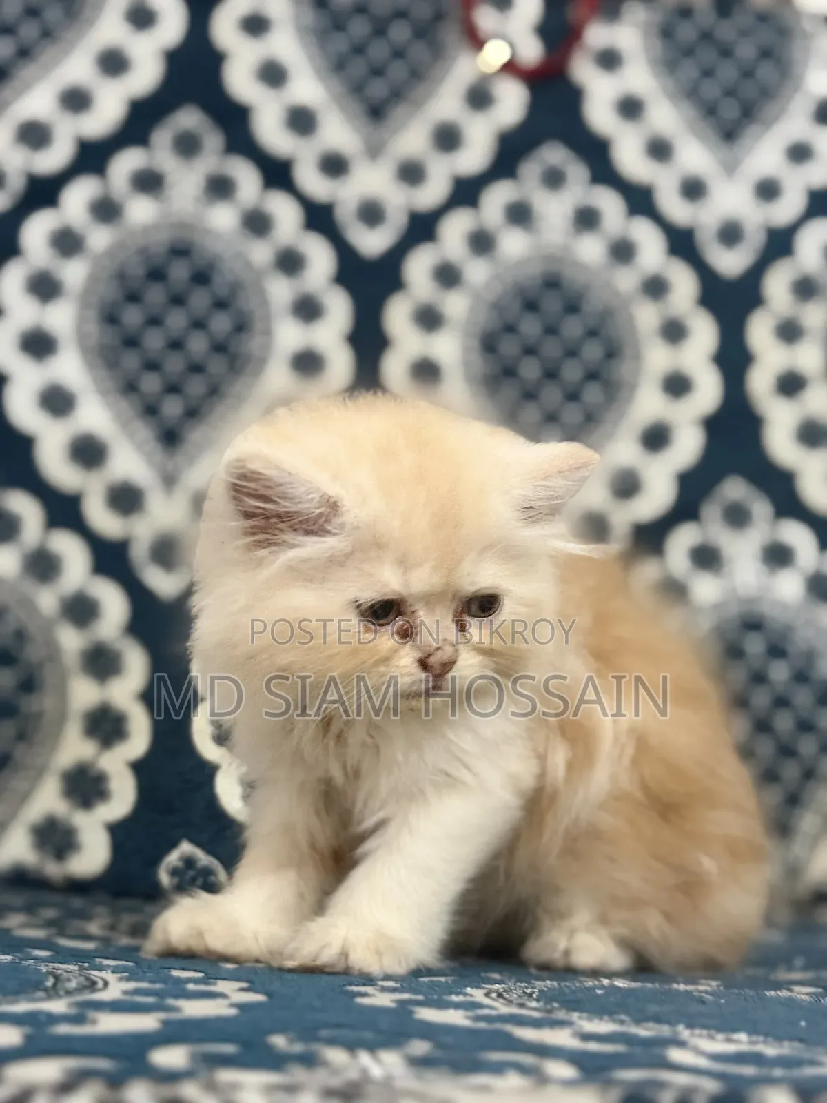 ১-৩ মাসের ছেলে খাঁটি পারসিয়ান