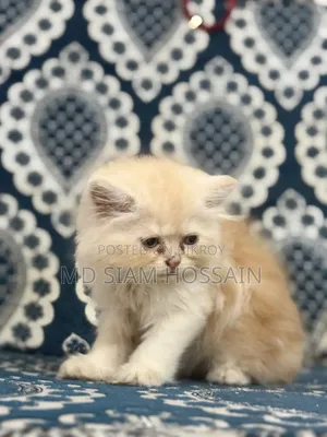 ১-৩ মাসের ছেলে খাঁটি পারসিয়ান