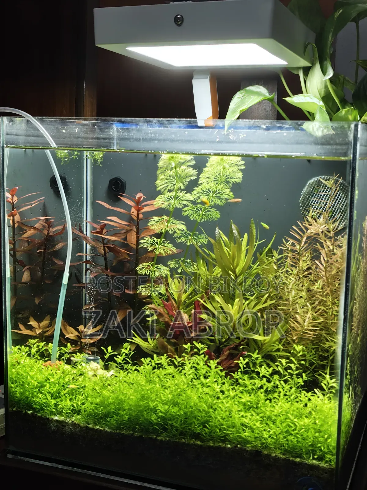 Beautiful Planted Aquarium