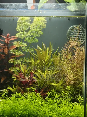 Beautiful Planted Aquarium