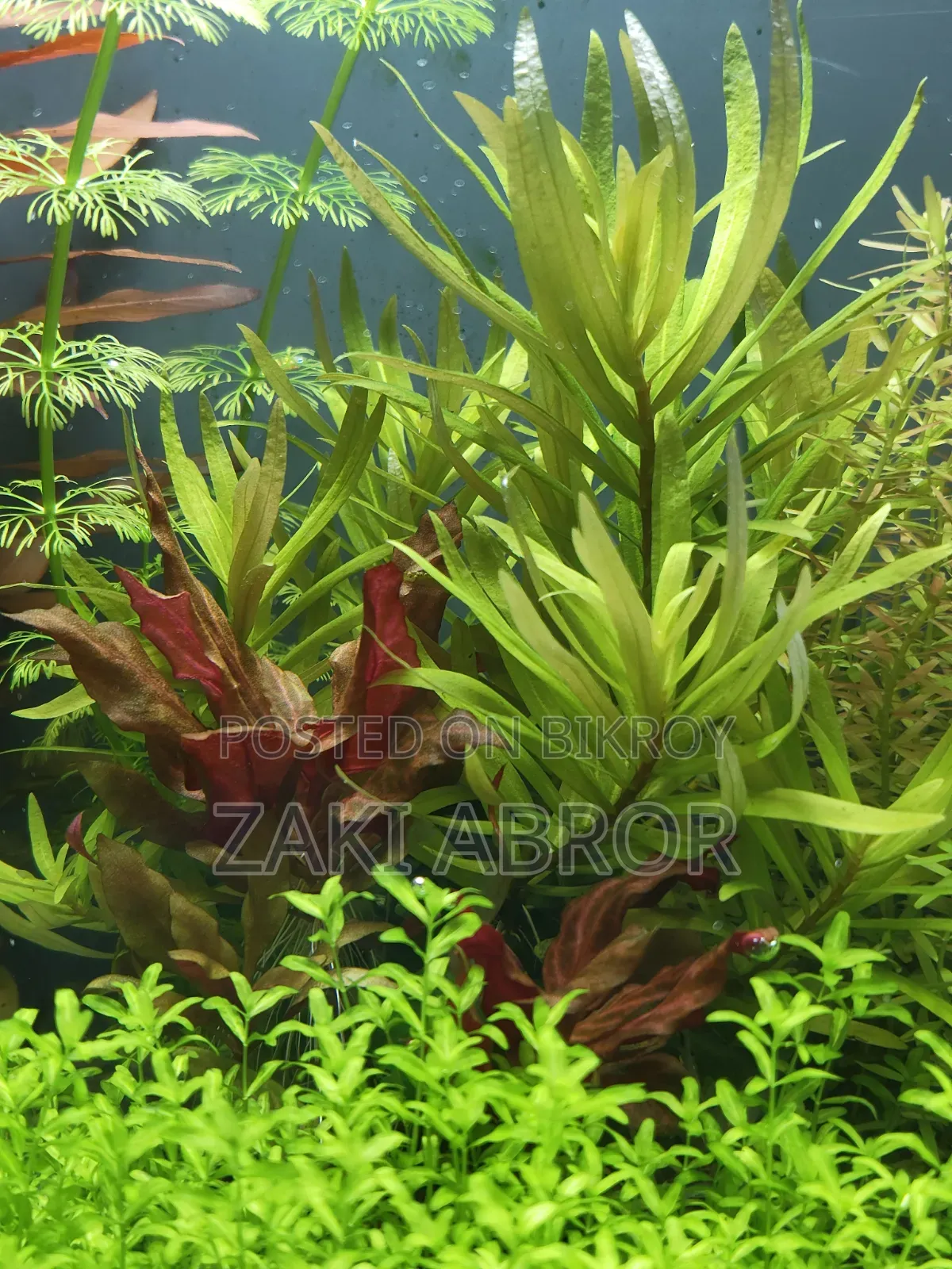 Beautiful Planted Aquarium