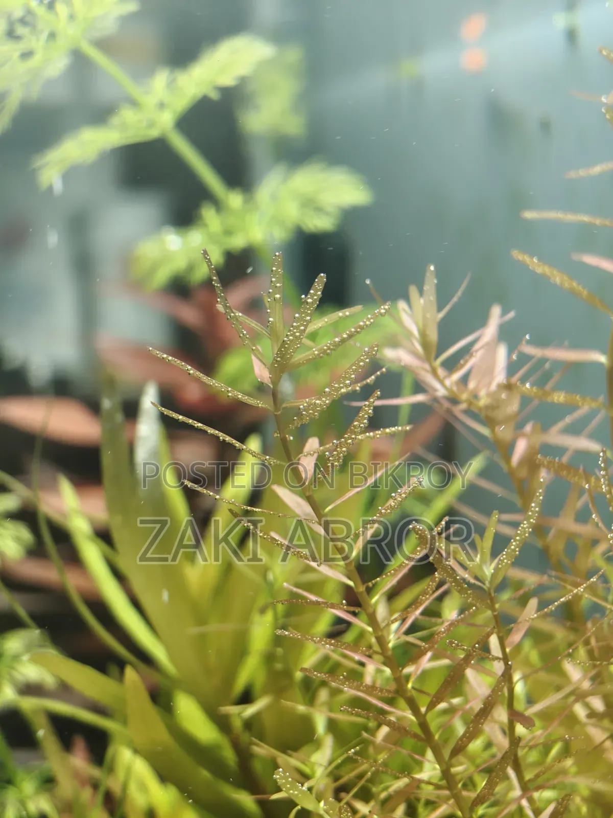 Beautiful Planted Aquarium