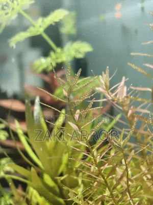 Beautiful Planted Aquarium