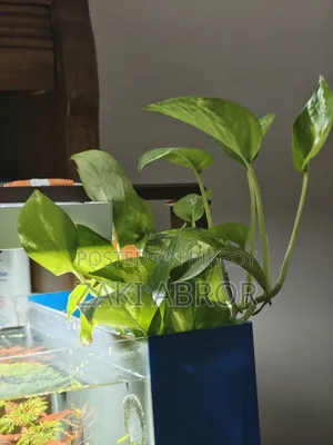Beautiful Planted Aquarium