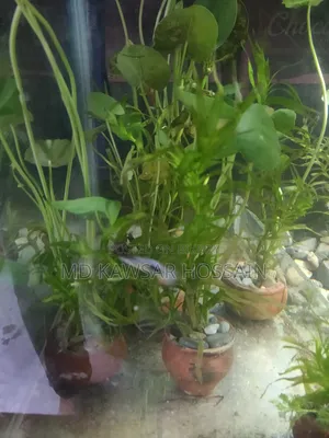 অ্যাকোয়ারিয়াম লাইভ প্ল্যান্টস (মাটির পটসহ)