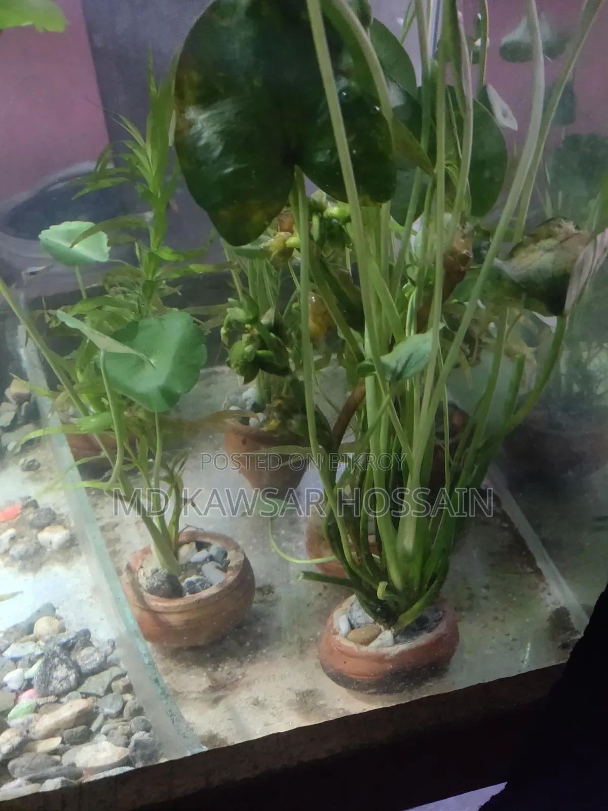 অ্যাকোয়ারিয়াম লাইভ প্ল্যান্টস (মাটির পটসহ)