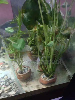 অ্যাকোয়ারিয়াম লাইভ প্ল্যান্টস (মাটির পটসহ)