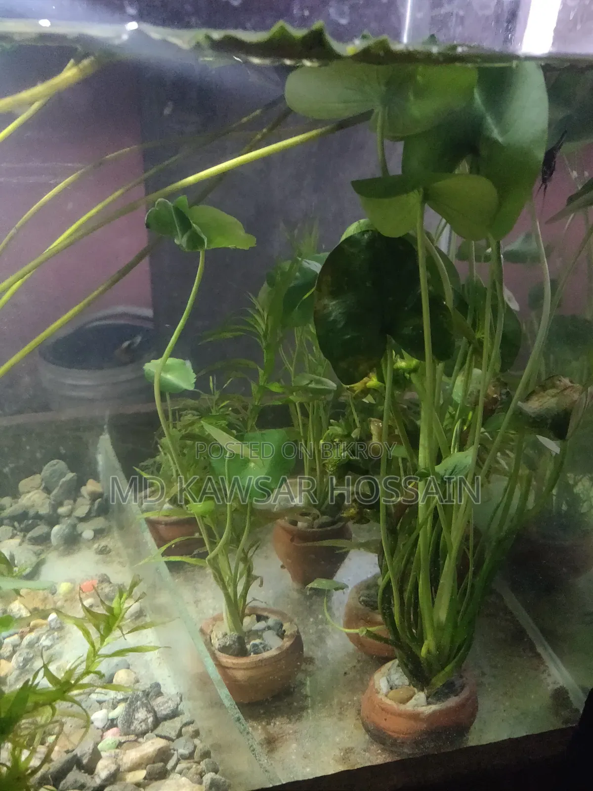 অ্যাকোয়ারিয়াম লাইভ প্ল্যান্টস (মাটির পটসহ)