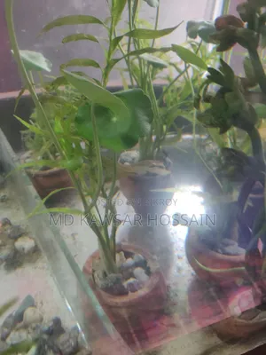 অ্যাকোয়ারিয়াম লাইভ প্ল্যান্টস (মাটির পটসহ)