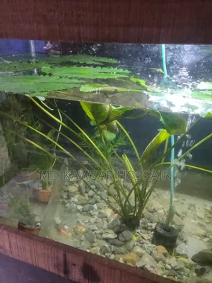 অ্যাকোয়ারিয়াম লাইভ প্ল্যান্টস (মাটির পটসহ)
