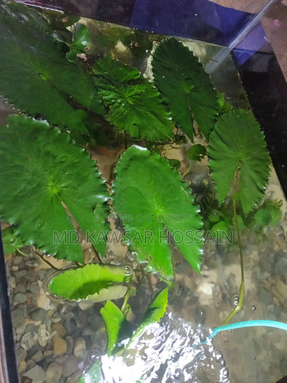 অ্যাকোয়ারিয়াম লাইভ প্ল্যান্টস (মাটির পটসহ)