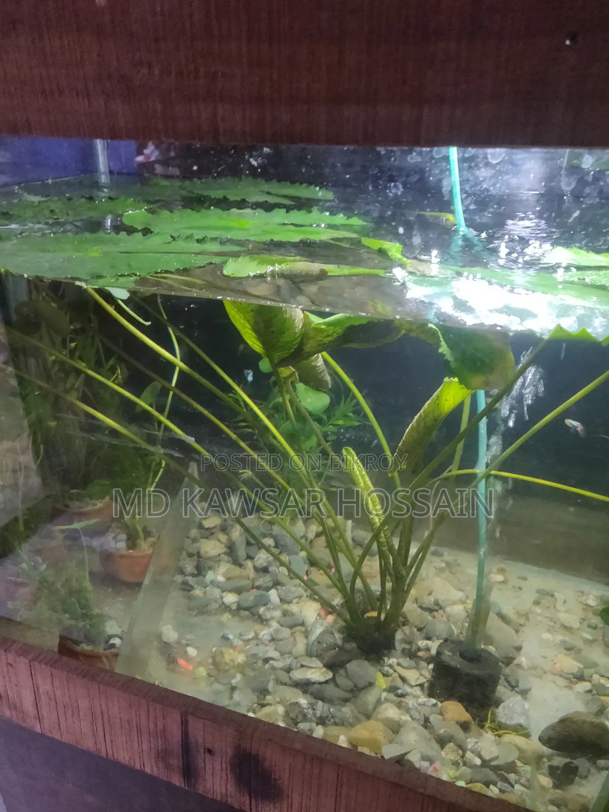 অ্যাকোয়ারিয়াম লাইভ প্ল্যান্টস (মাটির পটসহ)