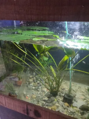 অ্যাকোয়ারিয়াম লাইভ প্ল্যান্টস (মাটির পটসহ)