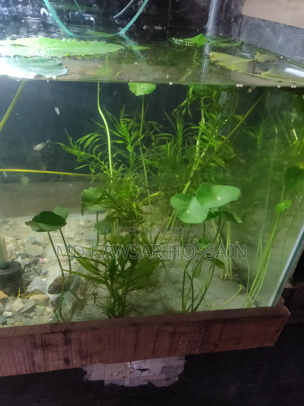 অ্যাকোয়ারিয়াম লাইভ প্ল্যান্টস (মাটির পটসহ)