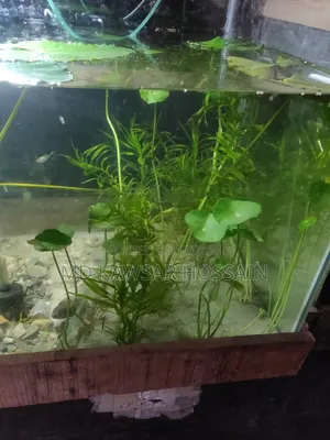 অ্যাকোয়ারিয়াম লাইভ প্ল্যান্টস (মাটির পটসহ)