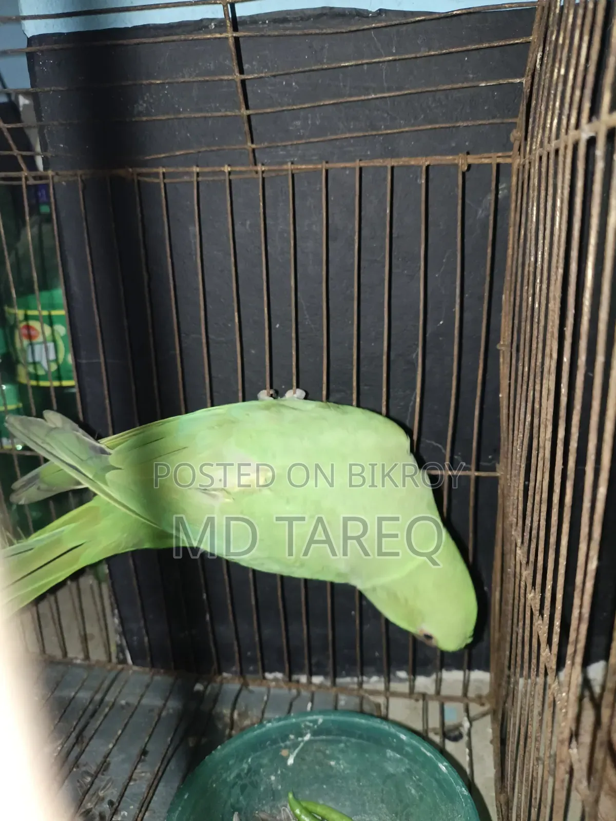 Parrot