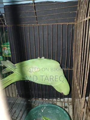 Parrot