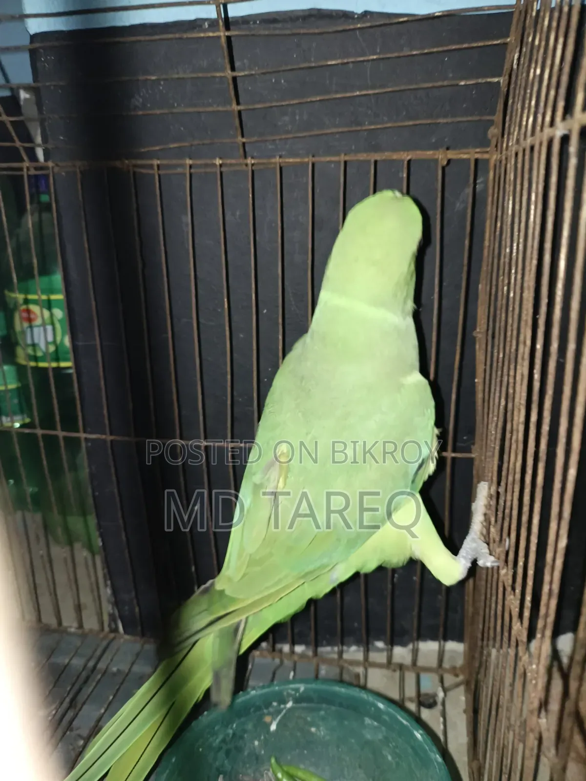 Parrot