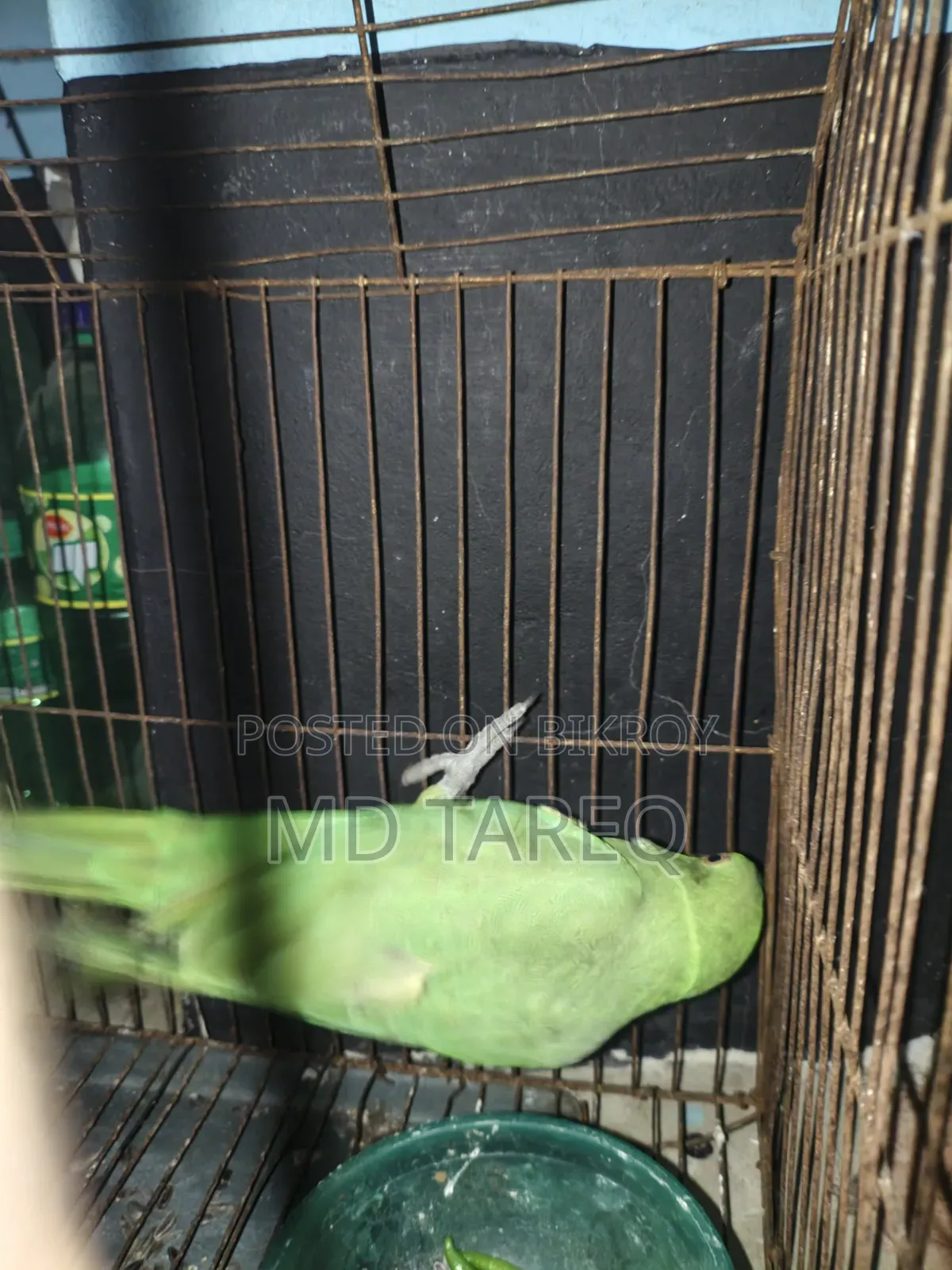 Parrot