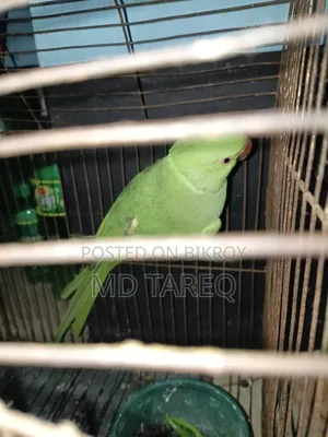 Parrot