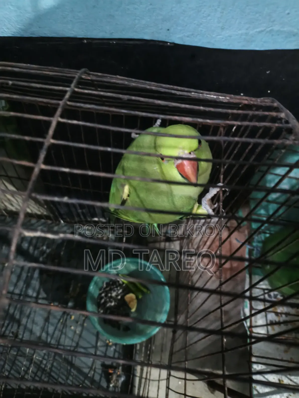 Parrot