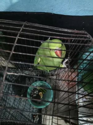 Parrot