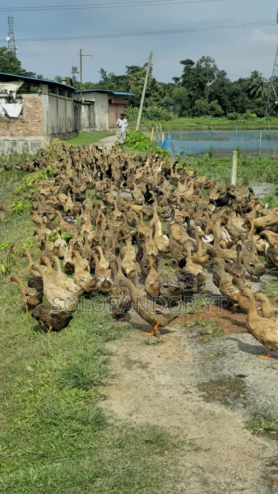 Egg Laying Khaki Campbell Duck