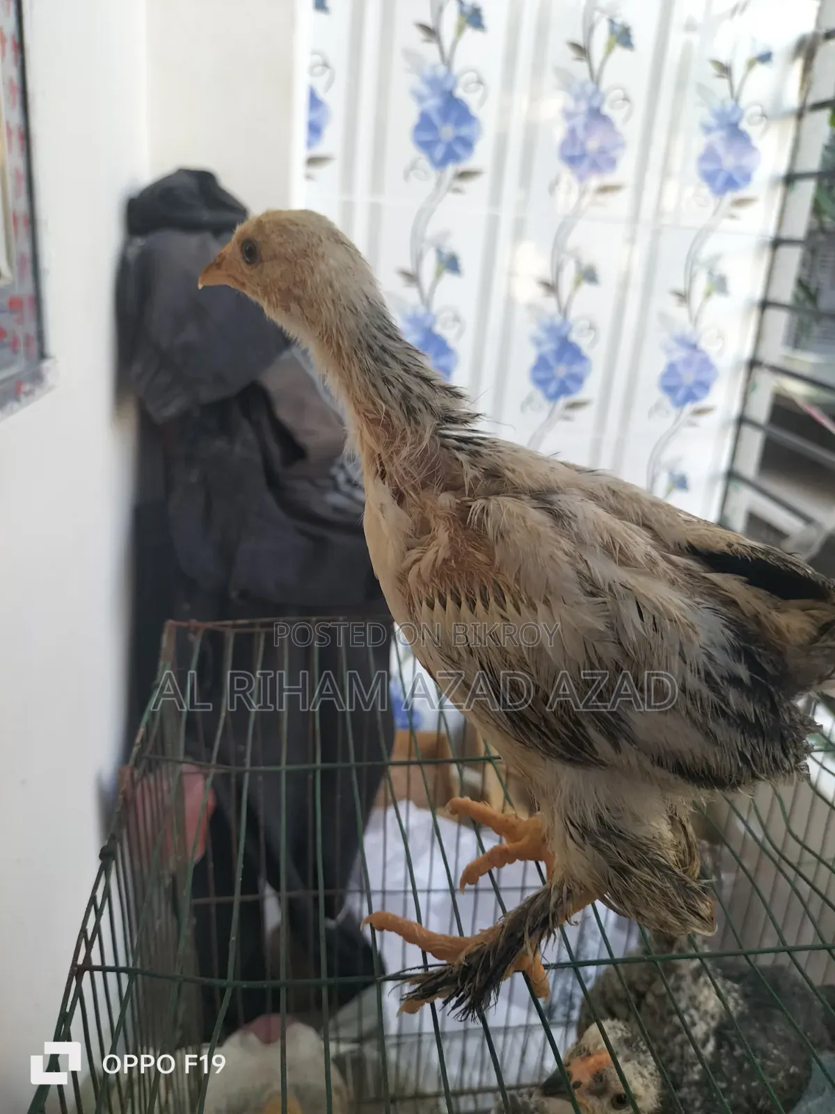 আমিরিকান ব্রাহামা মুরগী