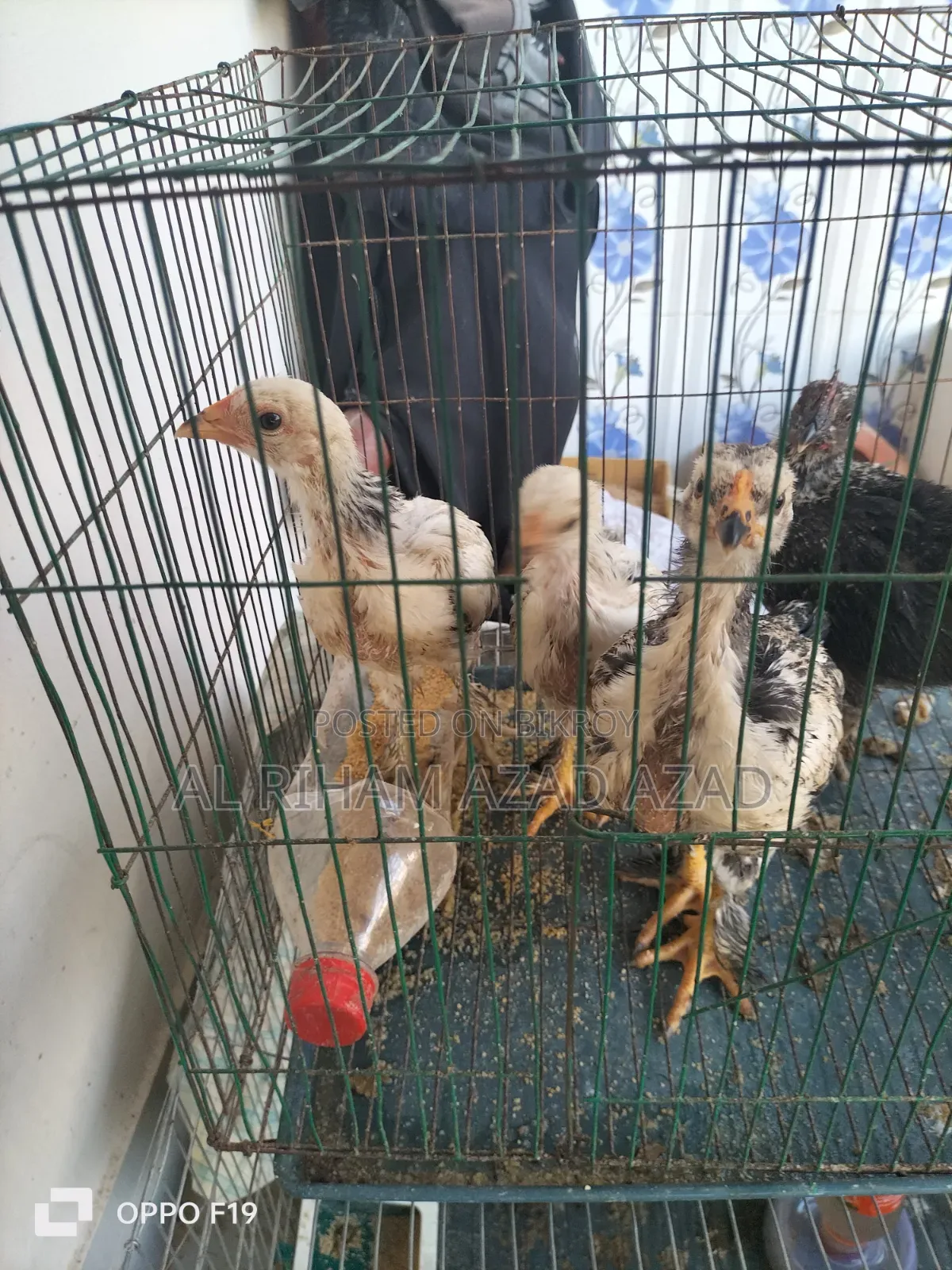 আমিরিকান ব্রাহামা মুরগী