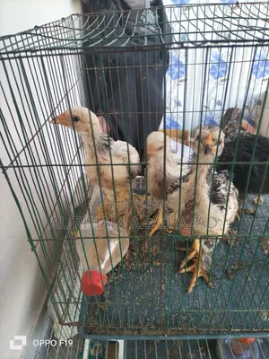 আমিরিকান ব্রাহামা মুরগী