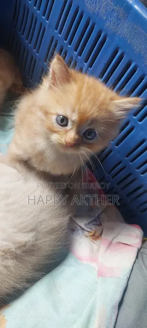 1-3 Months Female Mixed Breed Persian