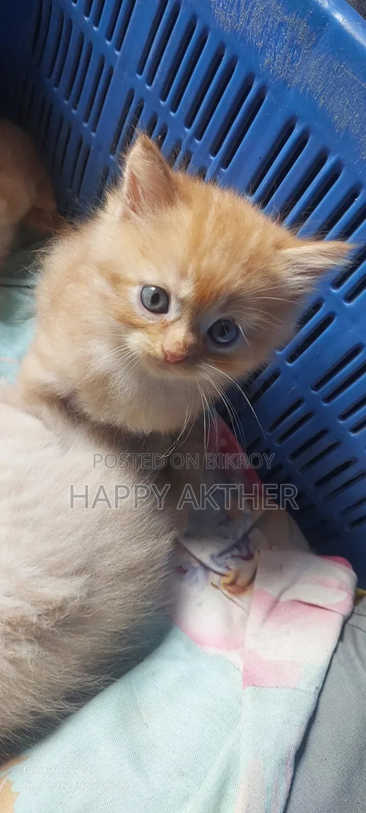 1-3 Months Female Mixed Breed Persian