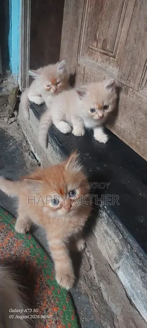 1-3 Months Female Mixed Breed Persian