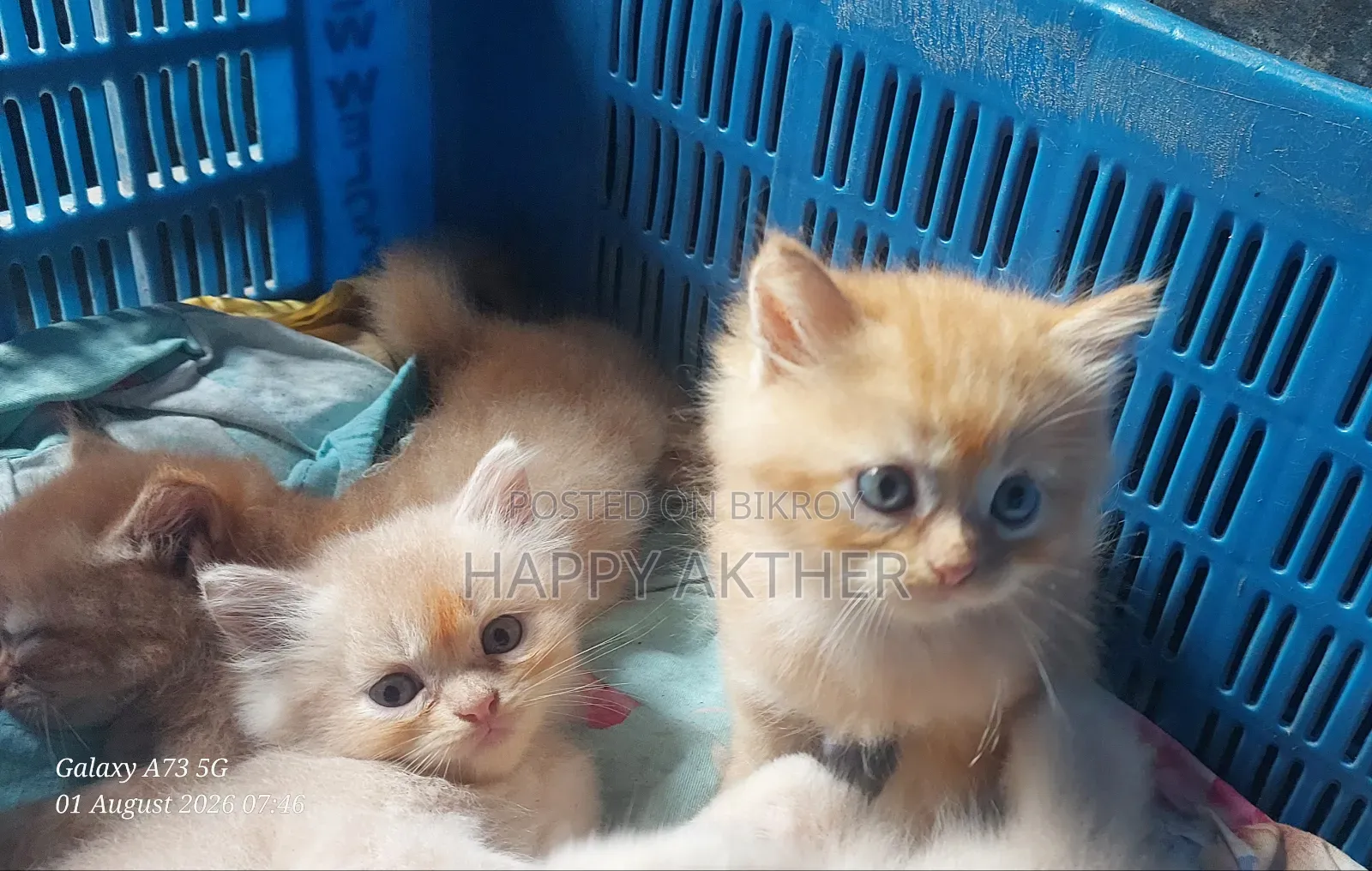 1-3 Months Female Mixed Breed Persian