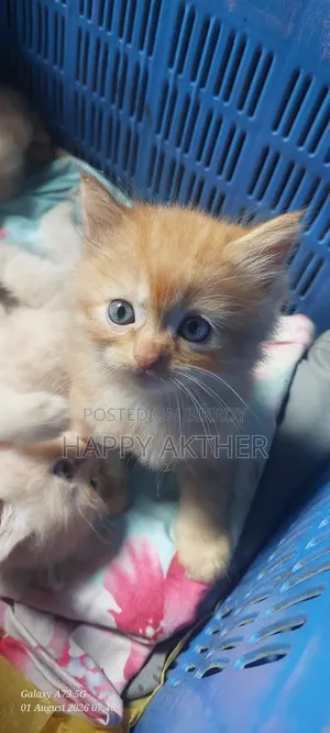 1-3 Months Female Mixed Breed Persian