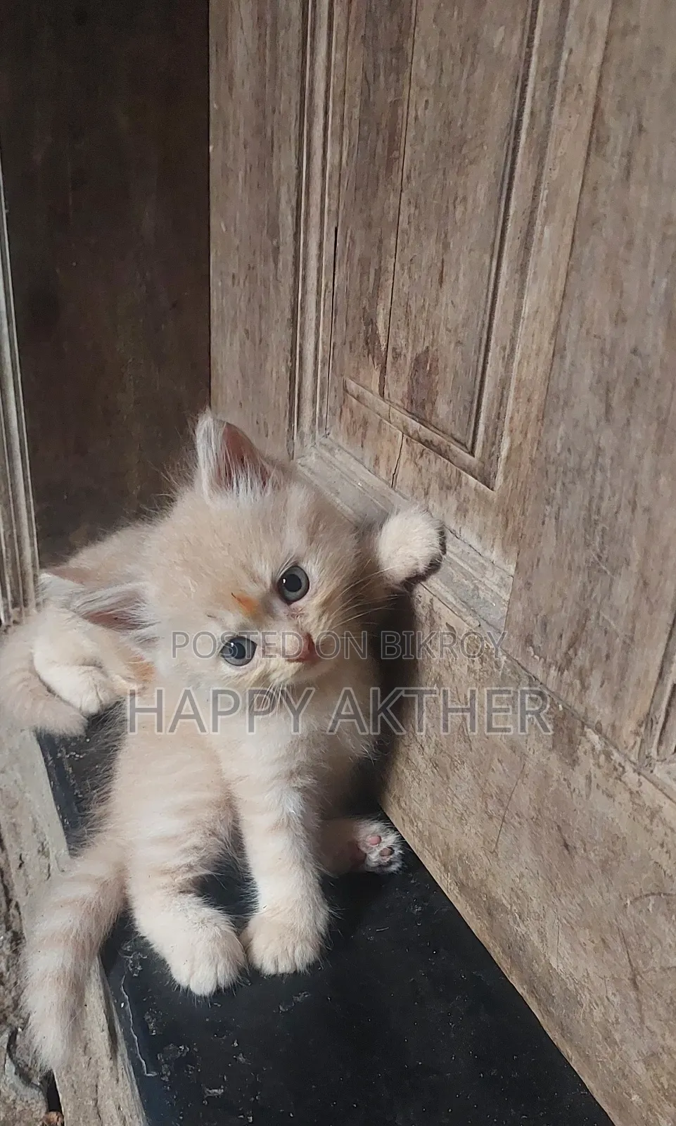 1-3 Months Female Mixed Breed Persian