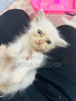 ১-৩ মাসের ফিমেল পিওরব্রেড পার্সিয়ান