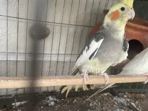 ককাটিয়েল মেল অ্যাডাল্ট