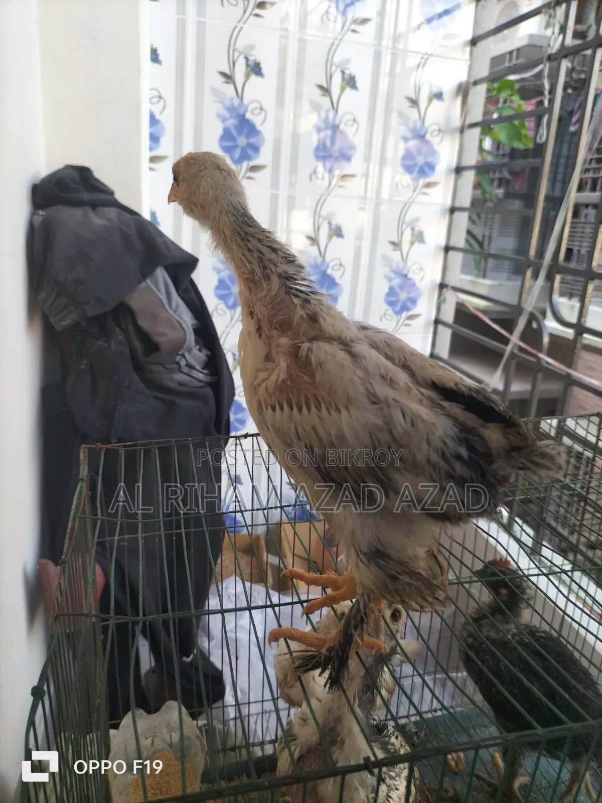 আমিরিকান ব্রাহামা মুরগী
