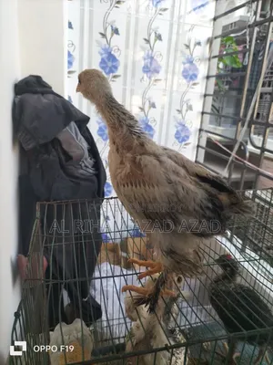আমিরিকান ব্রাহামা মুরগী