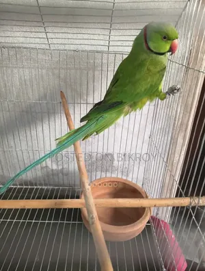 Indian male ringneck for sale