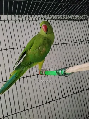 Indian male ringneck for sale