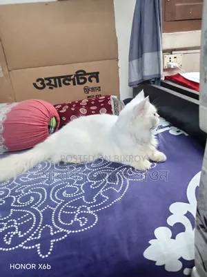 ৬-১২ মাসের মেল পিওরব্রেড পার্সিয়ান
