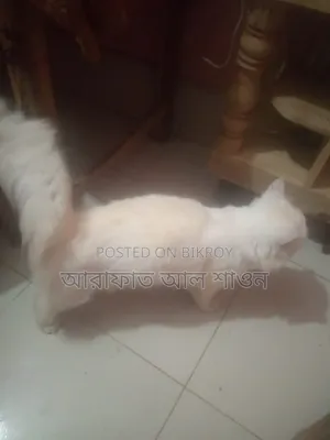 ৬-১২ মাসের মেল পিওরব্রেড পার্সিয়ান