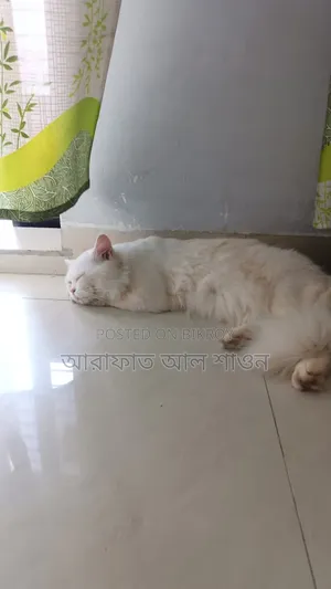 ৬-১২ মাসের মেল পিওরব্রেড পার্সিয়ান