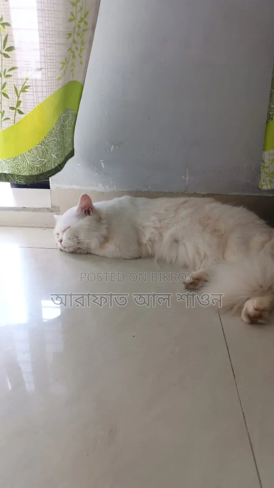 ৬-১২ মাসের মেল পিওরব্রেড পার্সিয়ান