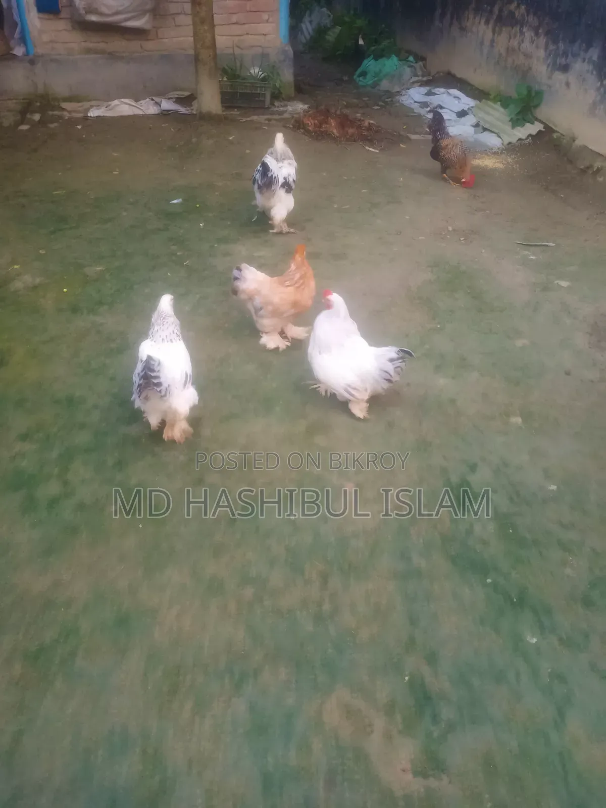 ব্রাহমা মুরগী