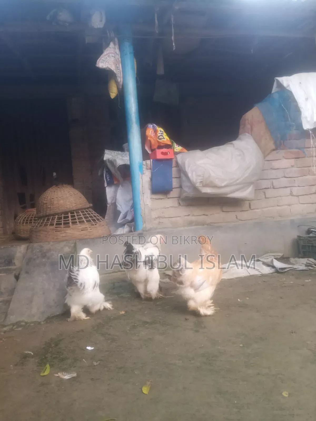 ব্রাহমা মুরগী