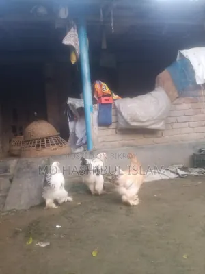 ব্রাহমা মুরগী